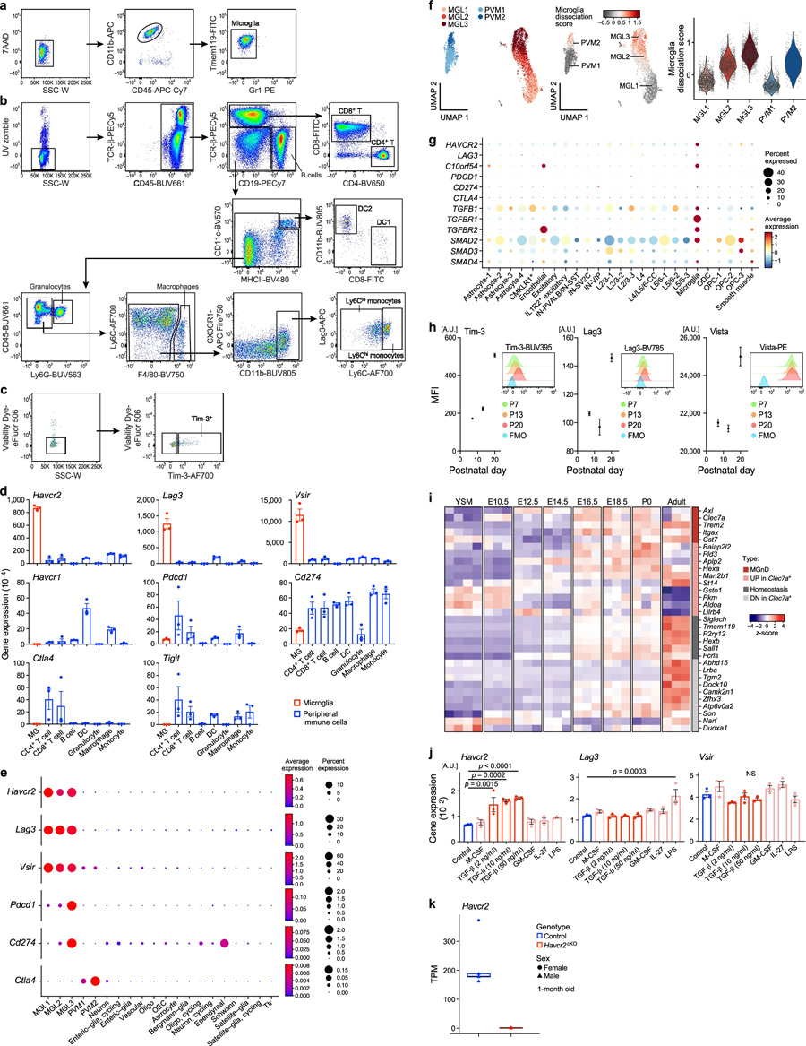 Havcr2在小膠質(zhì)細(xì)胞中高度表達(dá)，并由TGFβ誘導(dǎo)