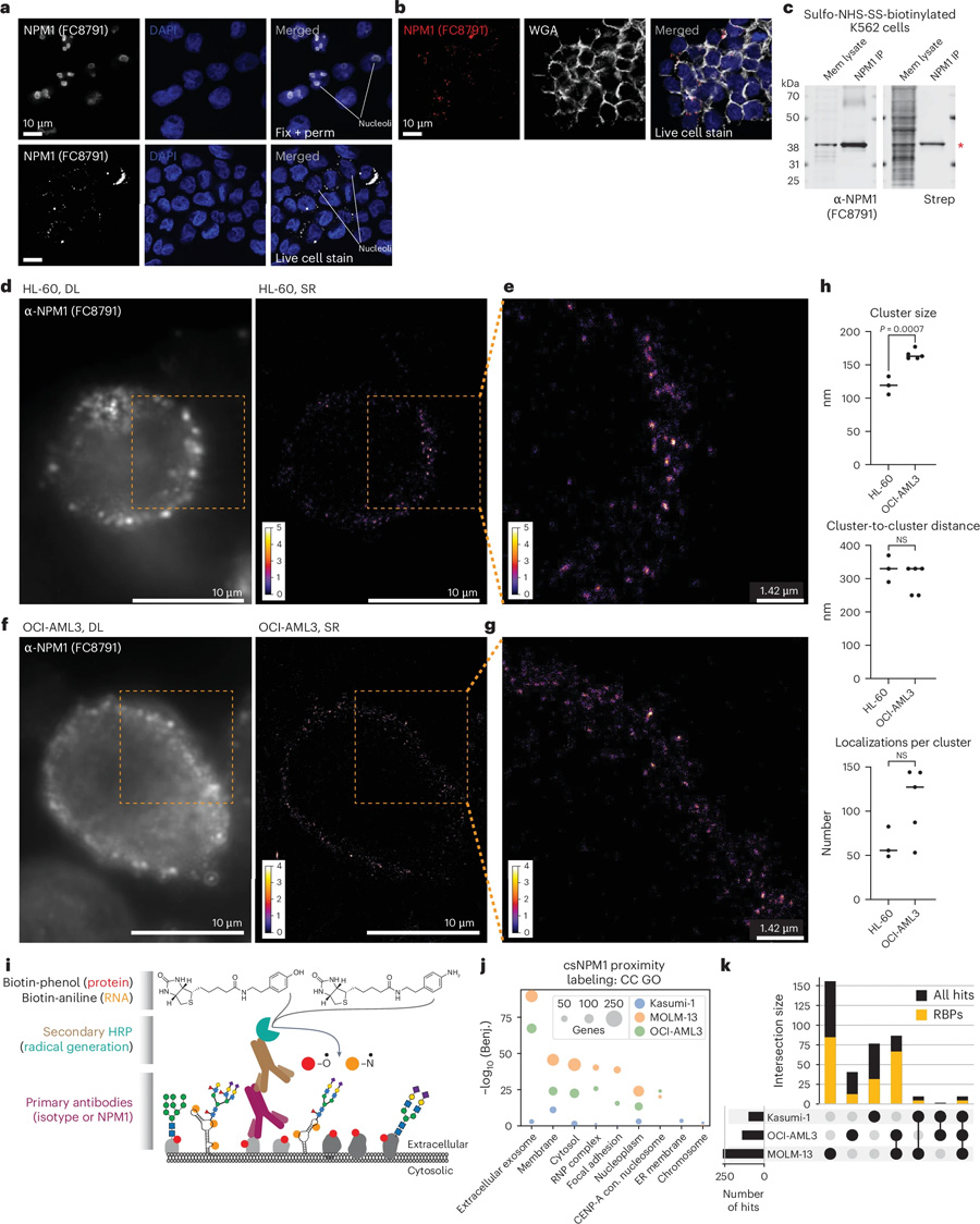 全長(zhǎng)NPM1與其他RNA結(jié)合蛋白在細(xì)胞表面形成納米簇
