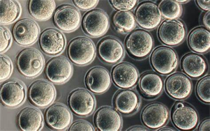 驅動重組蛋白、疫苗與CGT生產的無血清/低血清培養(yǎng)基