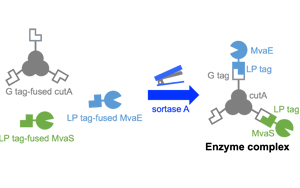 高品質(zhì)分選酶，Seebio? Sortase A，助力ADC研發(fā)，推動(dòng)前沿生物醫(yī)藥創(chuàng)新