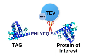 TEV蛋白酶，蛋白標(biāo)簽切除一步到位，生物醫(yī)藥的“黃金剪刀”