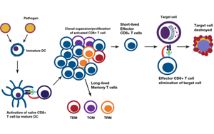 淺析幾種細(xì)胞治療的技術(shù)、工藝與原料