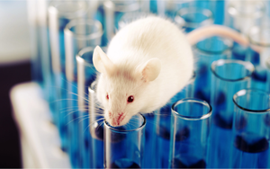 動(dòng)物造模解決方案：一站式疾病模型誘導(dǎo)原料庫(kù)