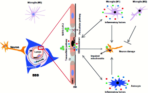 Nature子刊：揭示新冠病毒穿過(guò)血腦屏障的分子機(jī)制