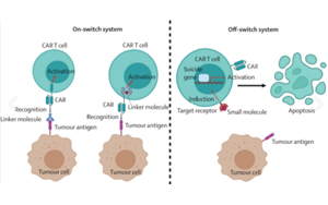 CAR-T全鏈條關鍵產(chǎn)品及服務解決方案?