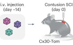 Nature子刊：脊髓損傷后神經(jīng)系統(tǒng)如何啟動修復機制？