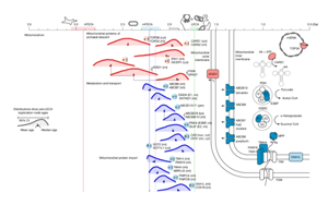 追溯基因復制時間揭示真核生物起源的演化藍圖