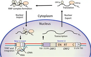 Cancer Discovery：跳躍基因通過(guò)新途徑促進(jìn)癌癥發(fā)展