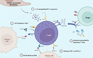 《自然免疫學(xué)》：對(duì)如何利用免疫系統(tǒng)對(duì)抗癌癥有了新的認(rèn)識(shí)