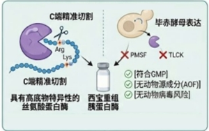 胰蛋白酶在生物技術(shù)產(chǎn)業(yè)中的應(yīng)用全景圖