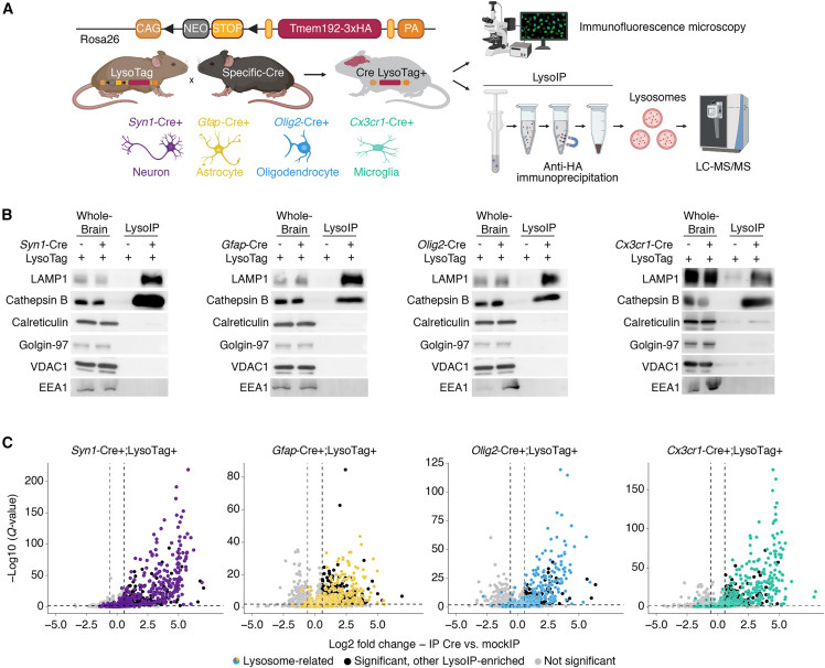 腦組織細(xì)胞類型特異性溶酶體分離技術(shù) 腦組織細(xì)胞類型特異性溶酶體分離技術(shù)