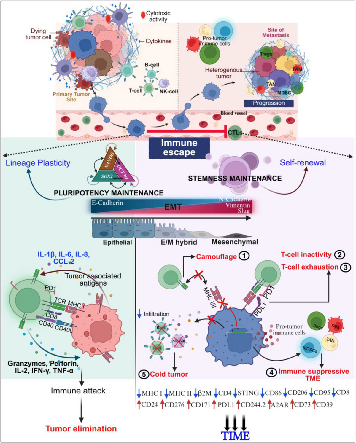 示意圖展示細(xì)胞可塑性在神經(jīng)母細(xì)胞瘤免疫逃逸中的作用 示意圖展示細(xì)胞可塑性在神經(jīng)母細(xì)胞瘤免疫逃逸中的作用