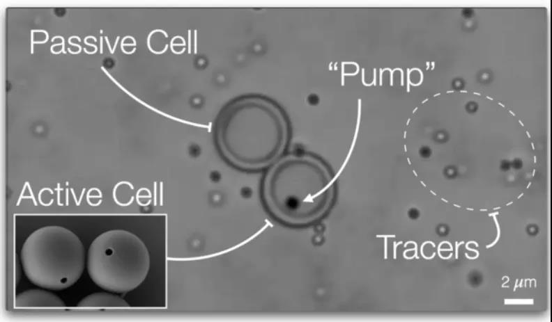 Nature重磅：離人造生命又近一步？具有主動(dòng)運(yùn)輸能力的“人造細(xì)胞”問(wèn)世！