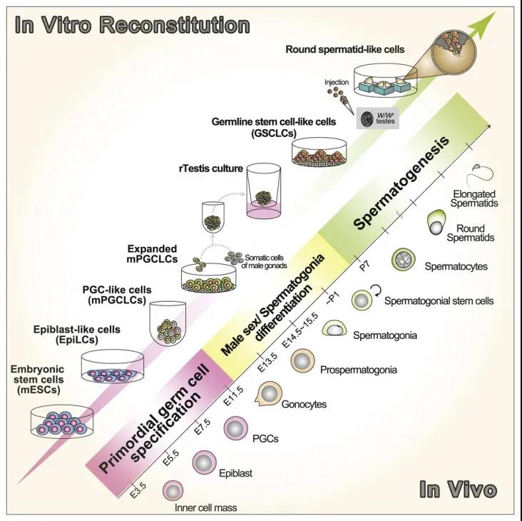 Cell子刊：再創(chuàng)生命奇跡！科學(xué)家利用多能干細(xì)胞成功培育人造精子，可生育健康后代