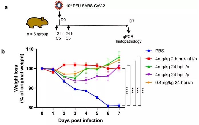 羊駝?wù)仁澜?？科學(xué)家發(fā)現(xiàn)，理想的COVID-19疫苗可能來自這一“神獸”