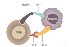 西寶生物提供各類(lèi)小分子抑制劑