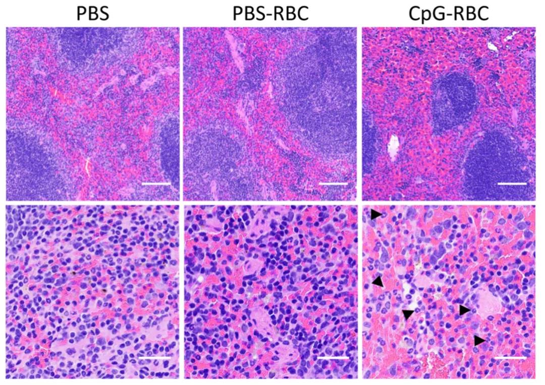 顛覆認(rèn)知！Science子刊揭示紅細(xì)胞“新身份”：不僅是氧氣“搬運工”，還是人體免疫“哨兵”