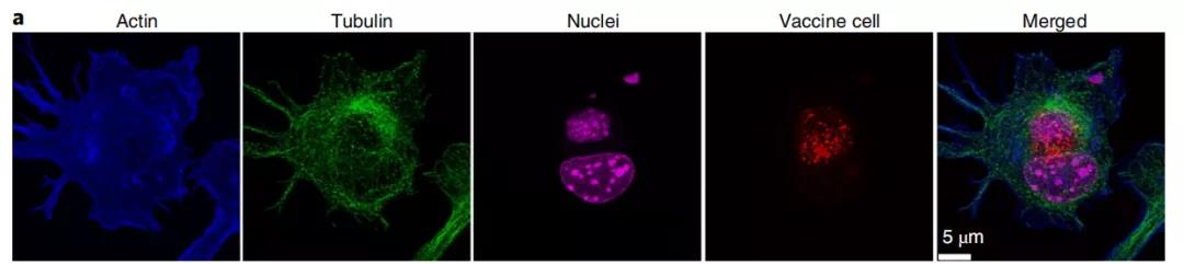 癌癥疫苗重大進展！ 《nature》子刊：科學(xué)家發(fā)明通過腫瘤細(xì)胞的低溫硅化來制造癌癥疫苗的技術(shù)