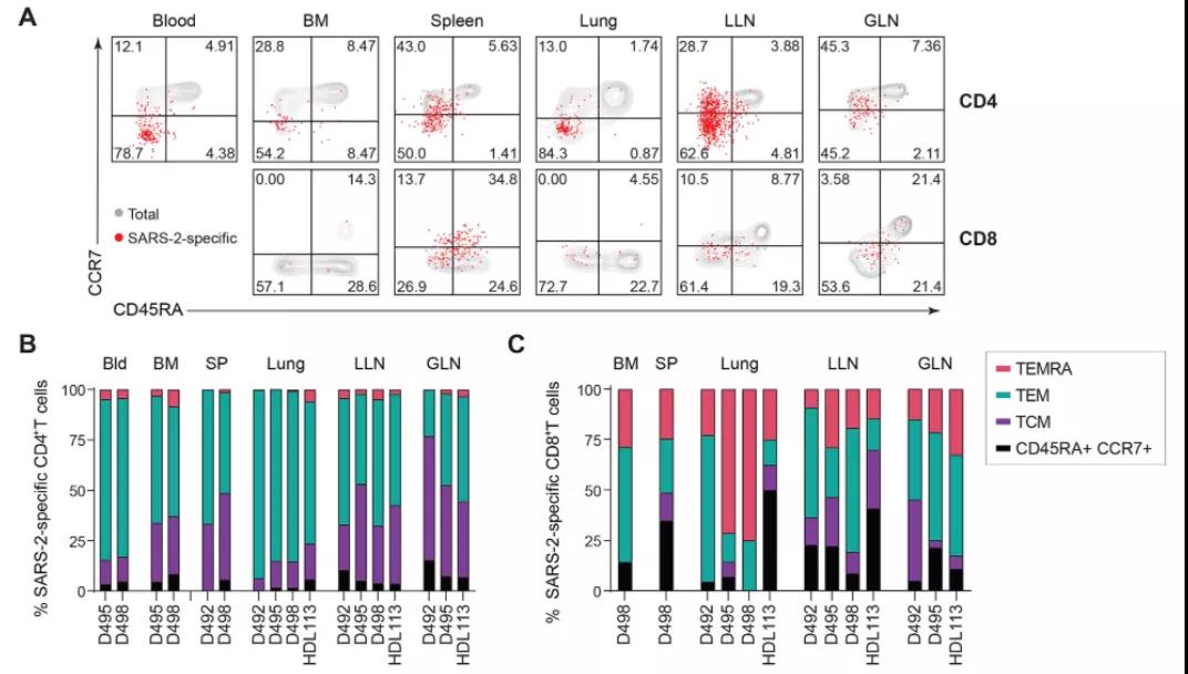 《Science》子刊：發(fā)現(xiàn)新冠感染具有長期免疫記憶，疫苗效果或可再強(qiáng)化！