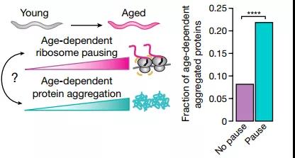 核糖體停頓+蛋白質(zhì)失衡，時間這把“殺豬刀”！