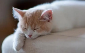 發(fā)燒后沒(méi)胃口？Nature揭示背后機(jī)制