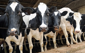 牛奶喝多易致癌！男性前列腺癌風(fēng)險(xiǎn)增加27%，女性乳腺癌風(fēng)險(xiǎn)增加17%