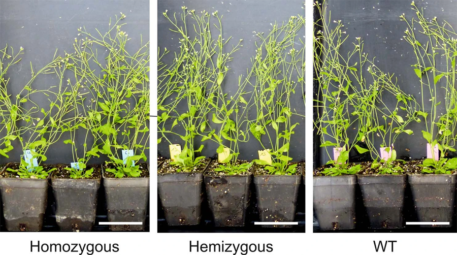 純合、半合和野生植物的表型分析