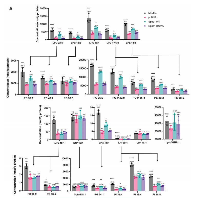 大量轉(zhuǎn)運分析揭示了Spns1的配體特異性