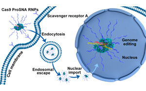 將諾貝爾獎(jiǎng)技術(shù)與治療技術(shù)結(jié)合，克服CRISPR一個(gè)關(guān)鍵限制
