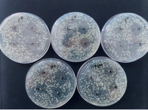 打孔法實(shí)驗(yàn)圖片1/2