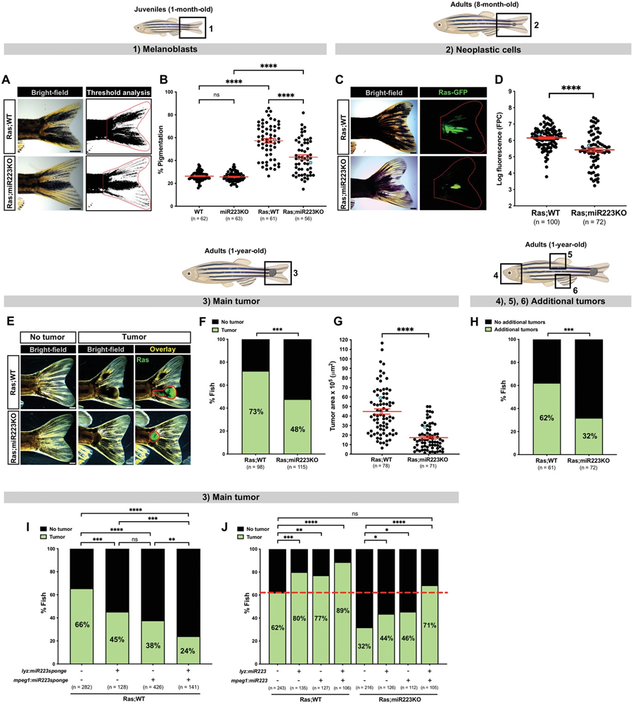 miR223抑制延緩斑馬魚的癌癥進展 miR223抑制延緩斑馬魚的癌癥進展體