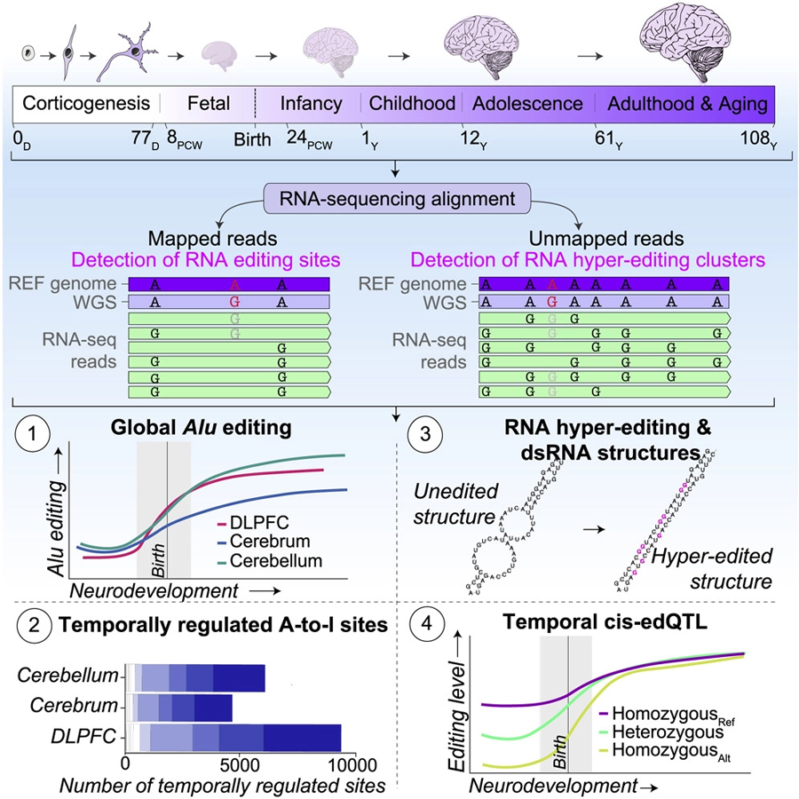 Alu編輯活動(dòng)受到嚴(yán)格調(diào)控，并在整個(gè)神經(jīng)發(fā)育過(guò)程中增加
