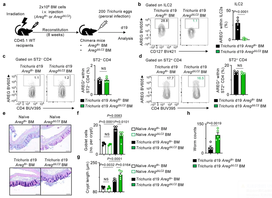骨髓嵌合體小鼠在毛癬菌感染期再現(xiàn)了AregΔILC2小鼠的表型 骨髓嵌合體小鼠在毛癬菌感染期再現(xiàn)了AregΔILC2小鼠的表型