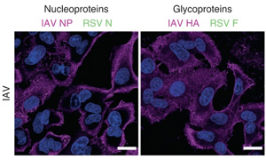 首次發(fā)現(xiàn)人肺細胞中形成的“雜交”病毒！更易感且可逃避免疫系統(tǒng)