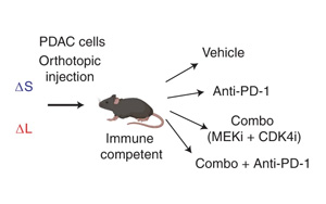 Nature Cancer公布一種新的基于CRISPR的技術(shù)，可以切割癌癥基因組并研究拷貝數(shù)的變化