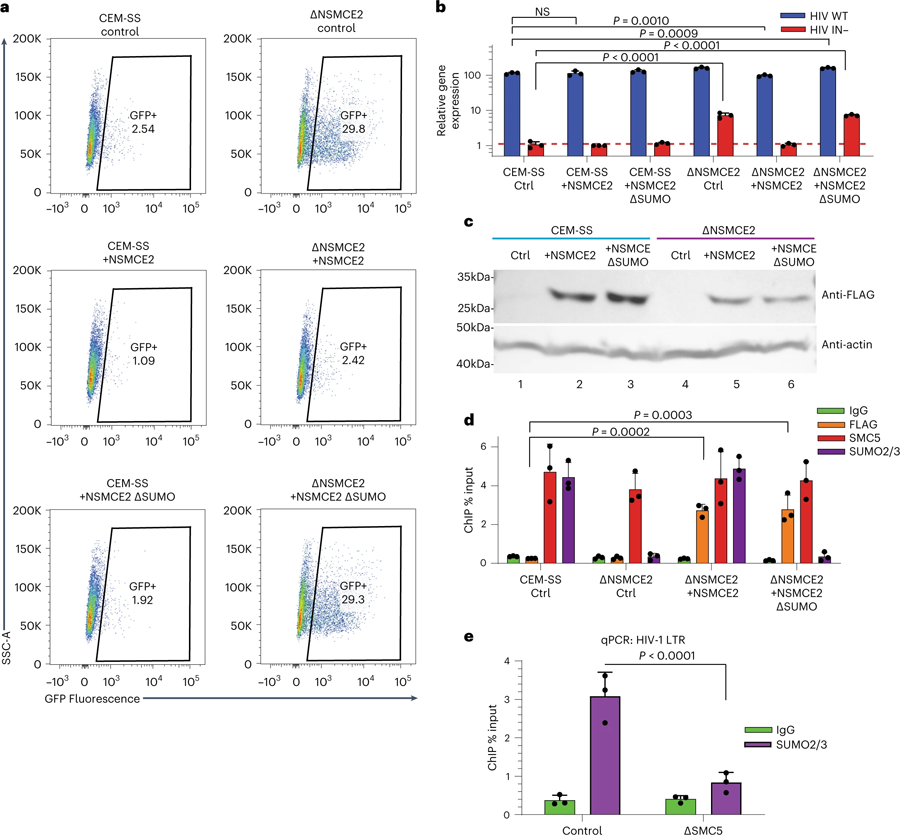 通過(guò)NSMCE2對(duì)染色質(zhì)化潛伏HIV-1 DNA進(jìn)行SUMO修飾 通過(guò)NSMCE2對(duì)染色質(zhì)化潛伏HIV-1 DNA進(jìn)行SUMO修飾