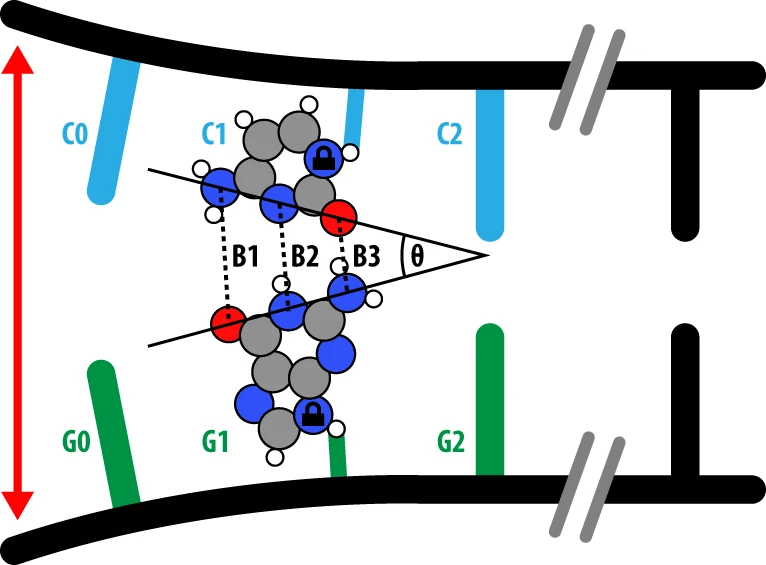 用于研究鳥嘌呤-胞嘧啶正則和互變異構(gòu)堿基對(duì)是如何分開的分離方案