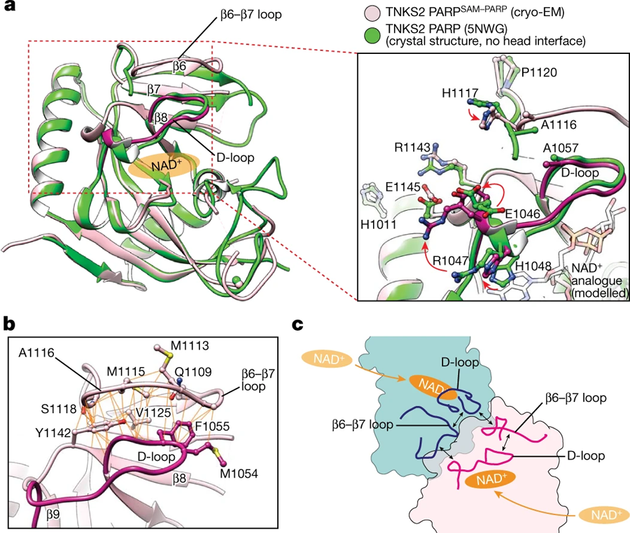 PARP–PARP頭部相互作用引起的構(gòu)象變化 PARP–PARP頭部相互作用引起的構(gòu)象變化