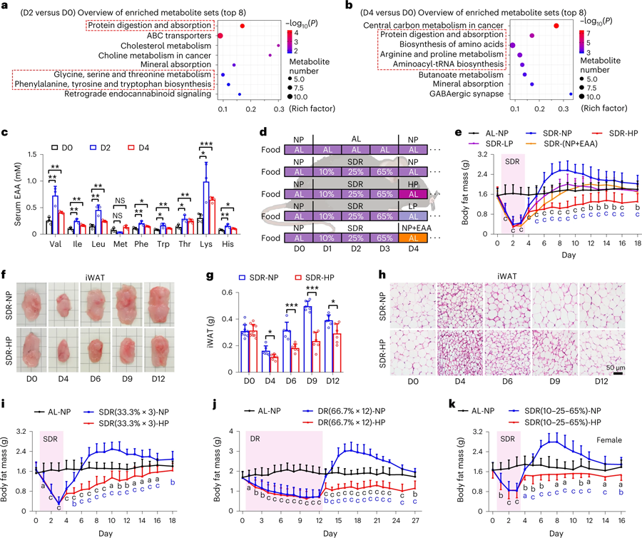重新進(jìn)行高蛋白飲食可以有效抑制因節(jié)食引起的脂肪物質(zhì)流失