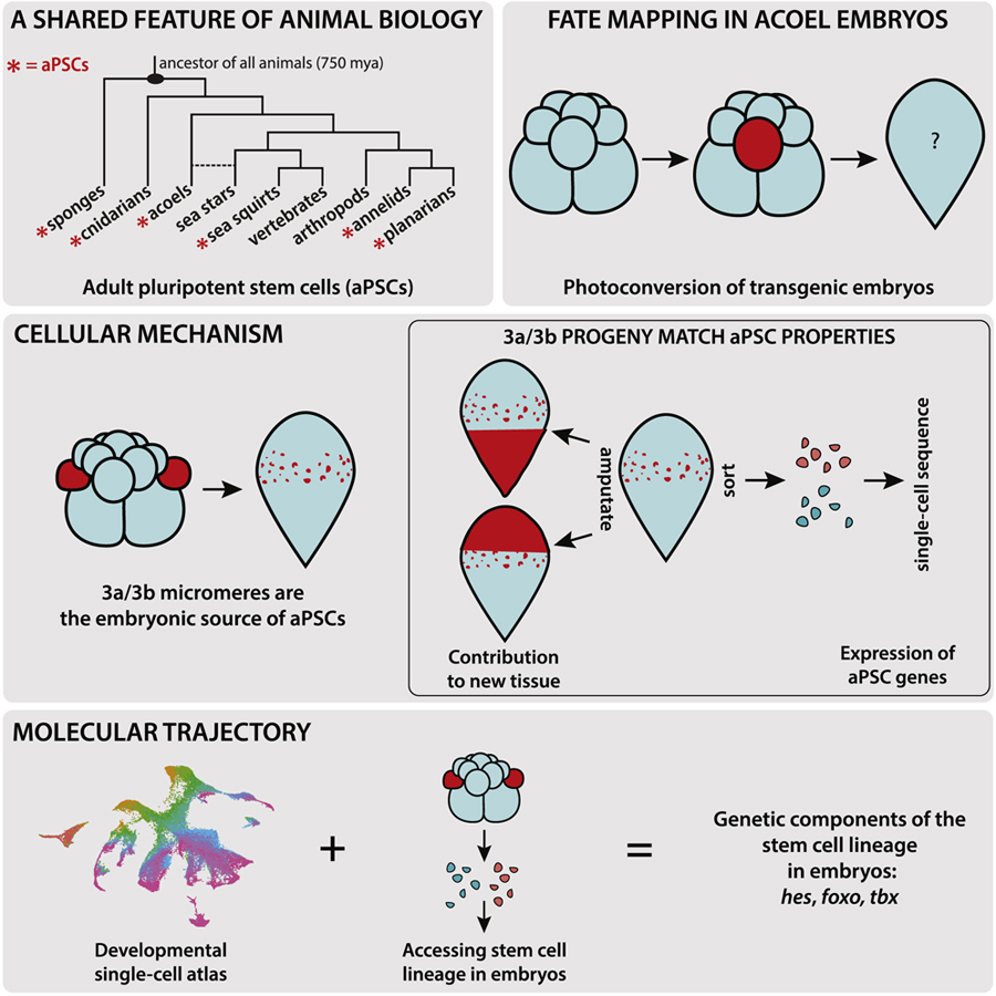 新生代細(xì)胞形成的分子軌跡
