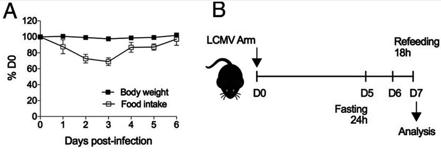 感染期間減少喂養(yǎng)會減少脾淋巴細(xì)胞數(shù)量