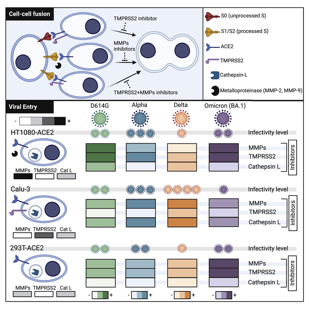 細胞融合和病毒入侵路徑