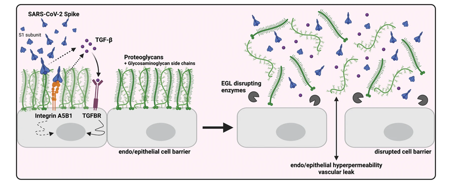 SARS-CoV-2 S觸發(fā)TGF-β的產(chǎn)生，TGF-β信號傳導是S介導的屏障功能障礙所必需的