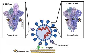 Nature最新研究找到新冠病毒的弱點(diǎn)！