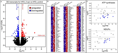 施用Spp病毒誘導HFD小鼠心臟轉(zhuǎn)錄組長期變化