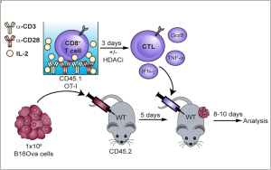 腫瘤治療“黑馬”登場(chǎng)！Nature子刊：100萬億腸道細(xì)菌打破CAR-T實(shí)體瘤魔咒