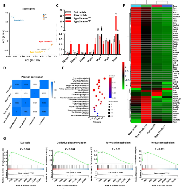 空間轉(zhuǎn)錄組學顯示2B mitohigh肌纖維具有EOM的特性