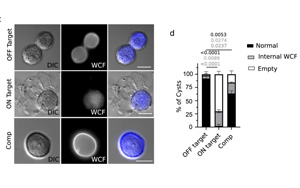 CRISPR篩選發(fā)現(xiàn)巨型病毒竟然來自小病毒！