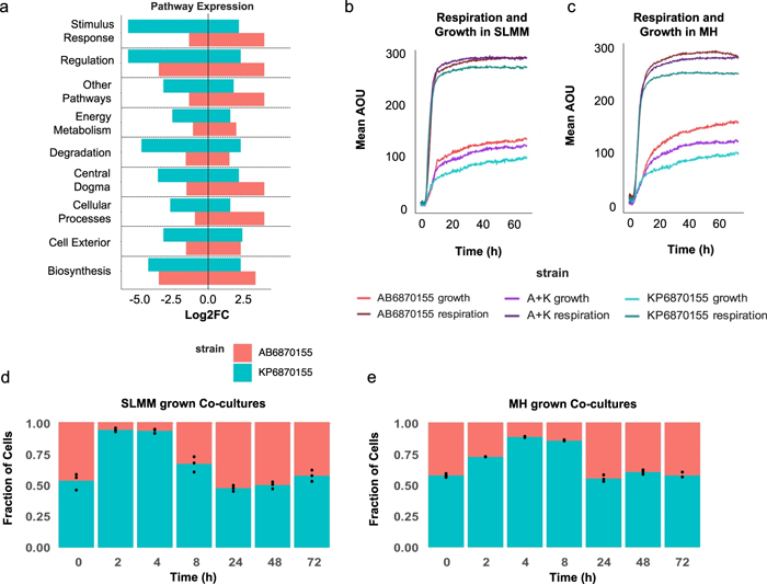 鮑曼氏桿菌AB6870155和肺炎克雷伯菌KP6870155的的呼吸、生長和基因表達(dá)