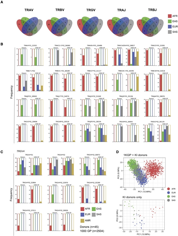 TCR等位基因的群體差異